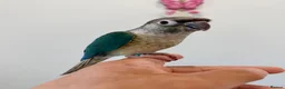 Conures birds for sale: HAND REARED TAME BABY CONURES  - Advert 11