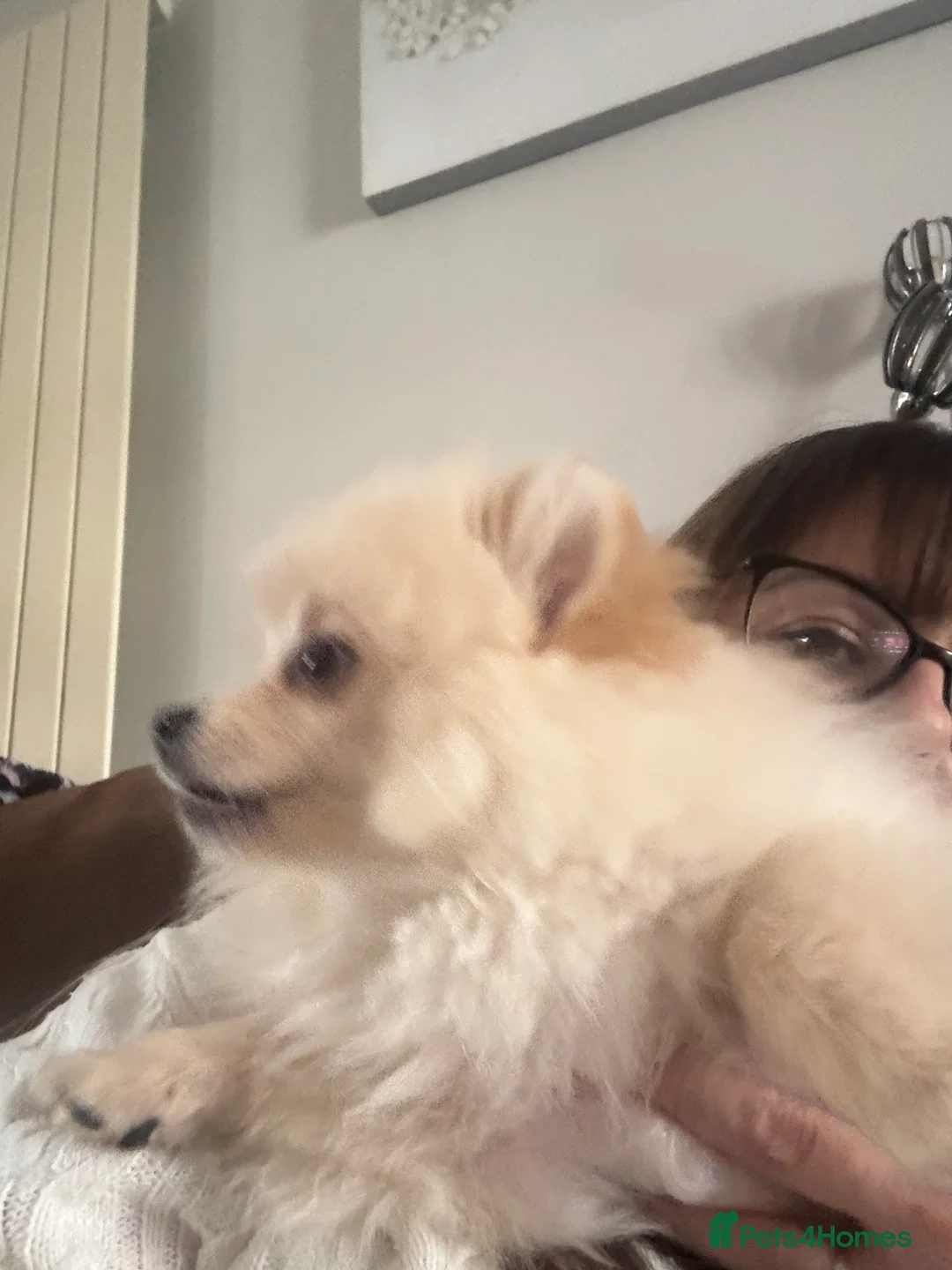 Pomeranian dogs for sale: Pomeranian males looking for there forever home  - Advert 21