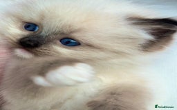 Ragdoll cats for sale: Beautiful pedigree kittens, show quality 💎❤️💎 - Image 17