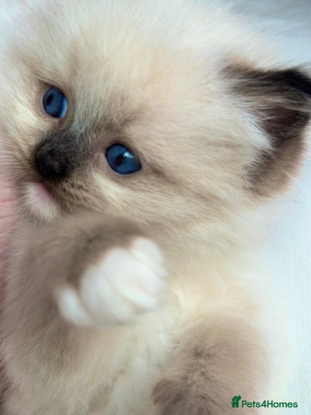 Ragdoll cats for sale: Beautiful pedigree kittens, show quality 💎❤️💎 - Image 17