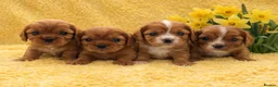 Cavalier King Charles Spaniel dogs for sale: Beautiful, Cavalier King Charles Spaniel puppies - Advert 7