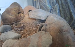 Gecko reptiles for sale: Albino Gecko plus all accessories - Image 4