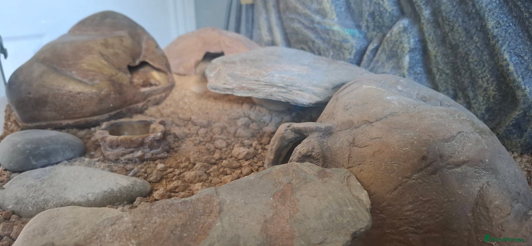 Gecko reptiles for sale: Albino Gecko plus all accessories - Image 4