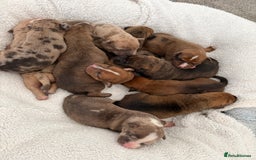 Mixed Breed dogs for sale: Mastibull puppies for sale  - Image 4
