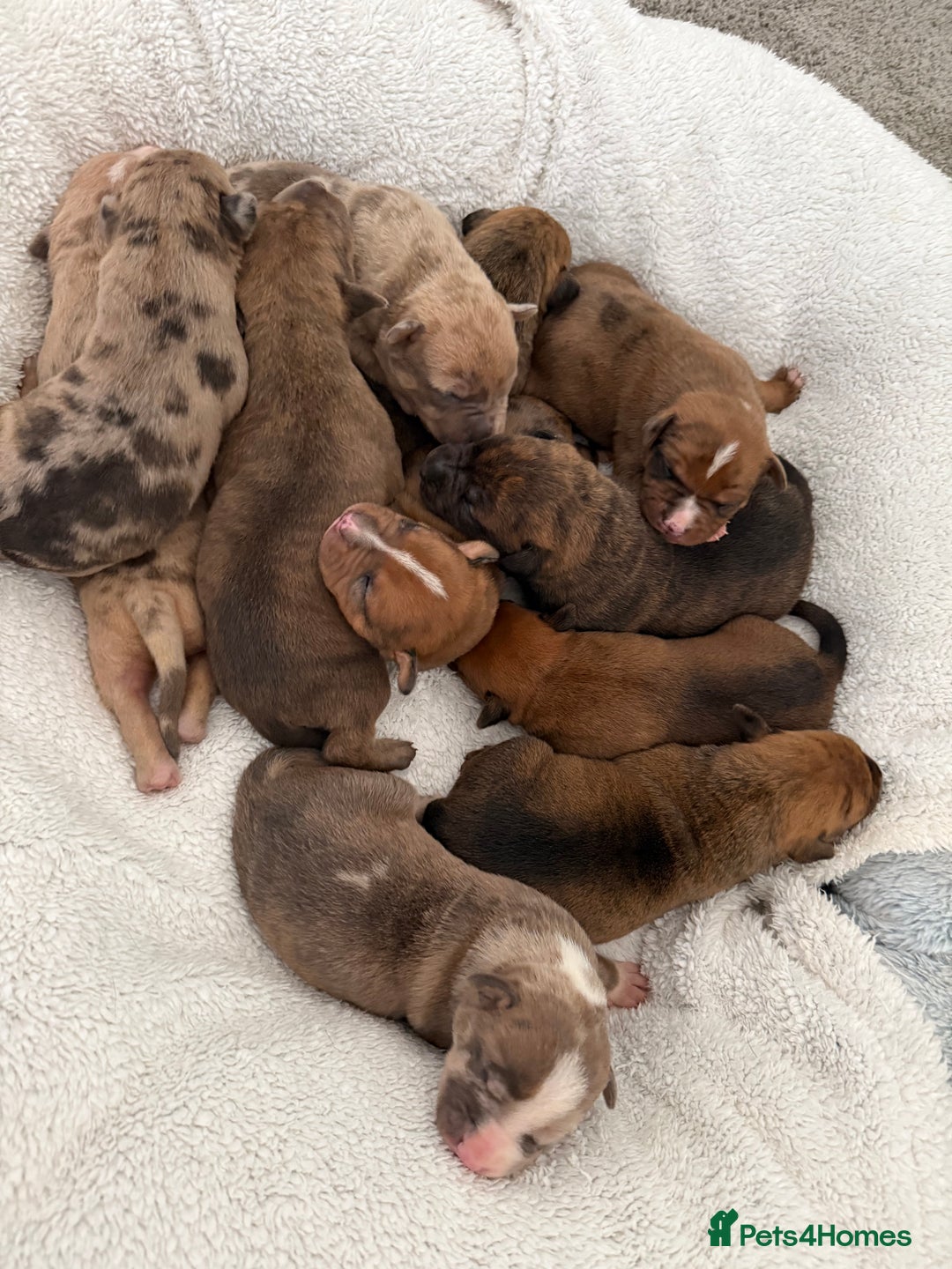 Mixed Breed dogs for sale: Mastibull puppies for sale  - Image 4