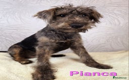 Australian Labradoodle dogs for sale: Australian Labradoodle × Fox Terrier Puppies - Image 24