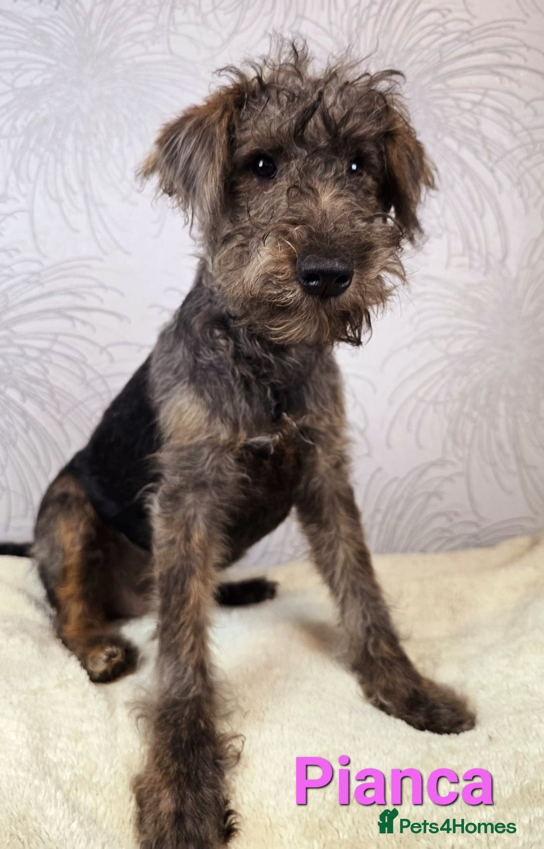 Australian Labradoodle dogs for sale: Australian Labradoodle × Fox Terrier Puppies - Image 24