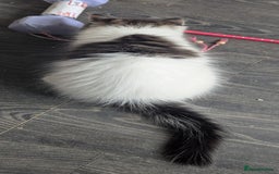 Maine Coon cats for sale: Maine coon X Ragdoll kitten, one boy left - Image 7