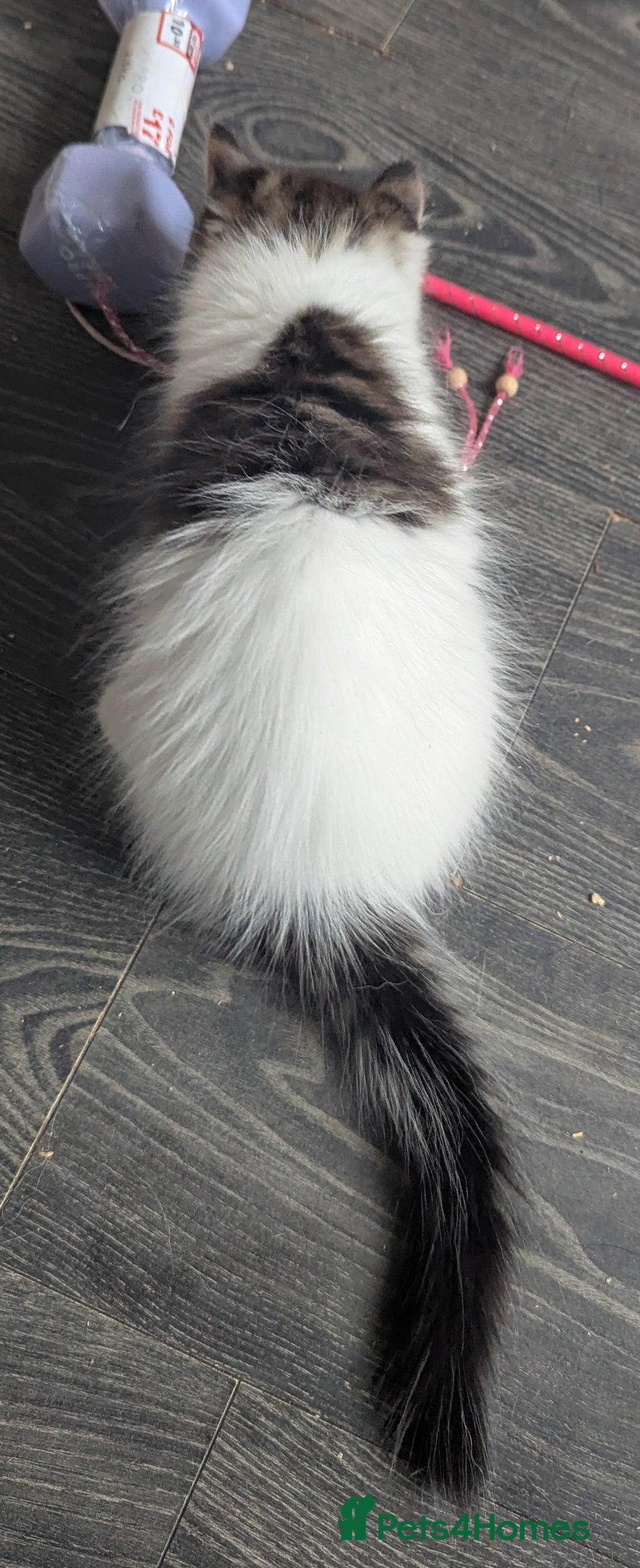 Maine Coon cats for sale: Maine coon X Ragdoll kitten, one boy left - Image 7