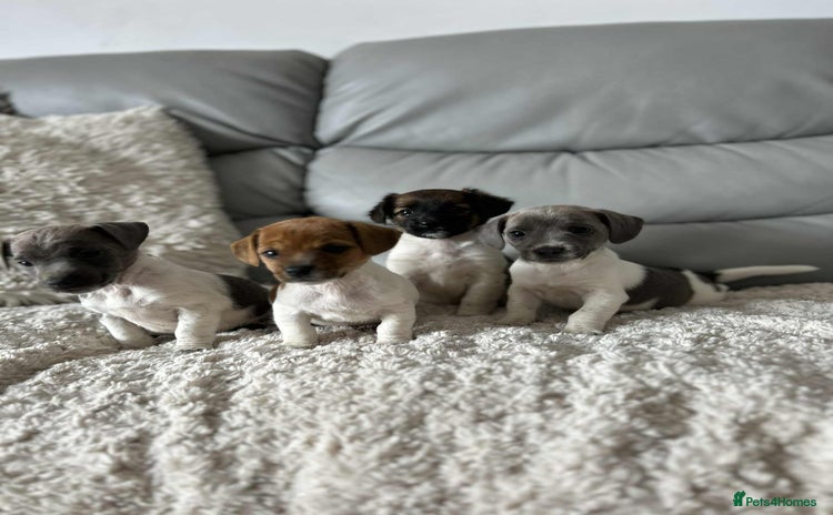 Jack Russell dogs - Advert 12