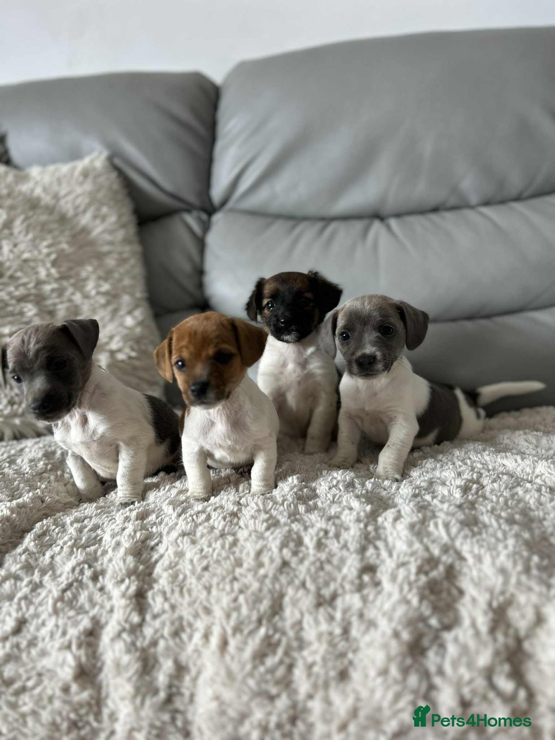 Jack Russell dogs for sale: Jack Russell puppies  - Image 1