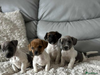 Jack Russell dogs - Advert 20