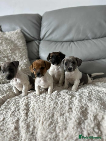 Jack Russell dogs - Advert 10