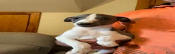 Whippet dogs for sale: Whippet pups  - Advert 5