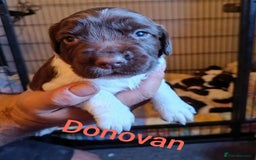 English Springer Spaniel dogs for sale: Working bred KC English Springer Spaniels puppies  - Image 20