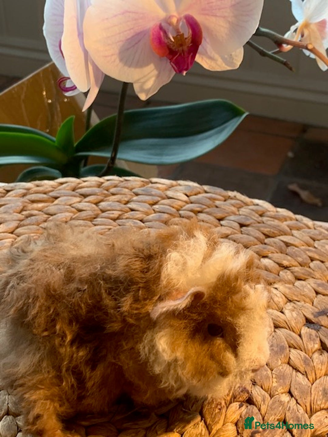 Guinea Pig rodents for sale: Beautiful Texel Guinea Pig babies HP18 - Image 3