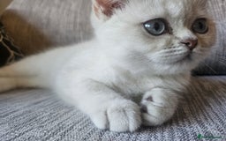 British Shorthair cats for sale: CUTE BRITISH SHORT HAIR LOOKING FOR FOREVER HOME - Image 8