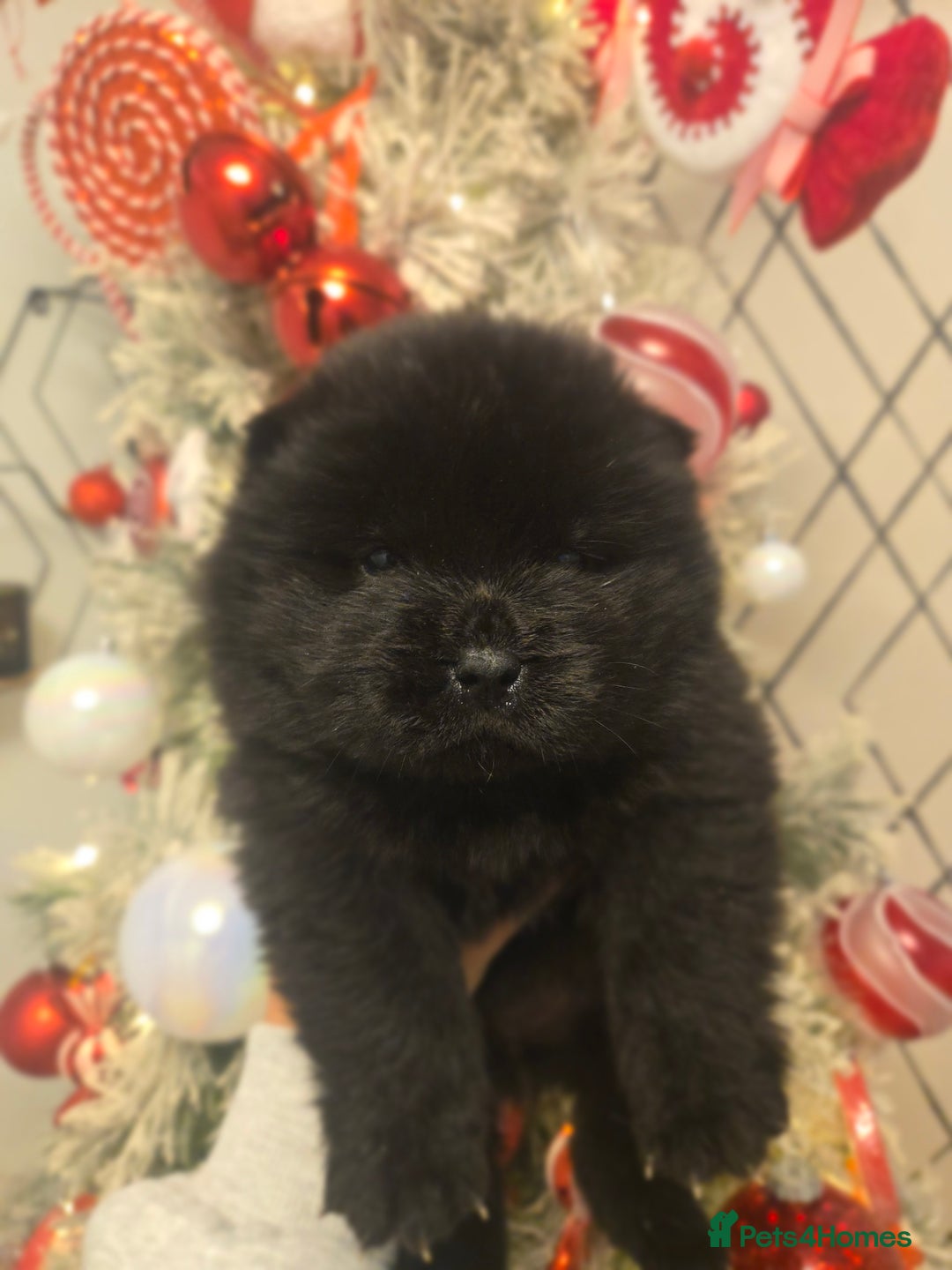 Chow Chow dogs for sale: Ready leave 23/12/2025 chocolate carrier CHOW CHOW - Advert 2