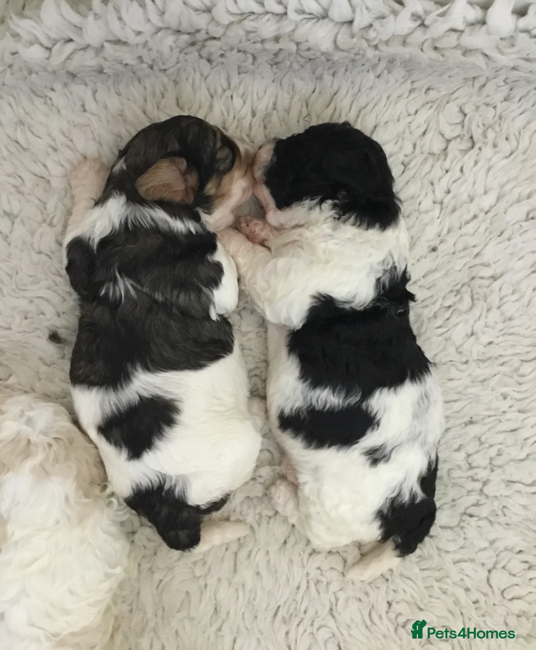 Toy Poodle dogs for stud: Gorgeous Black & White parti toy poodle in Saint Neots - Advert 18