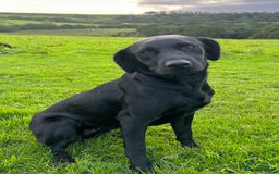 Labrador Retriever dogs for sale: Black Labrador puppies, KC reg  - Image 7