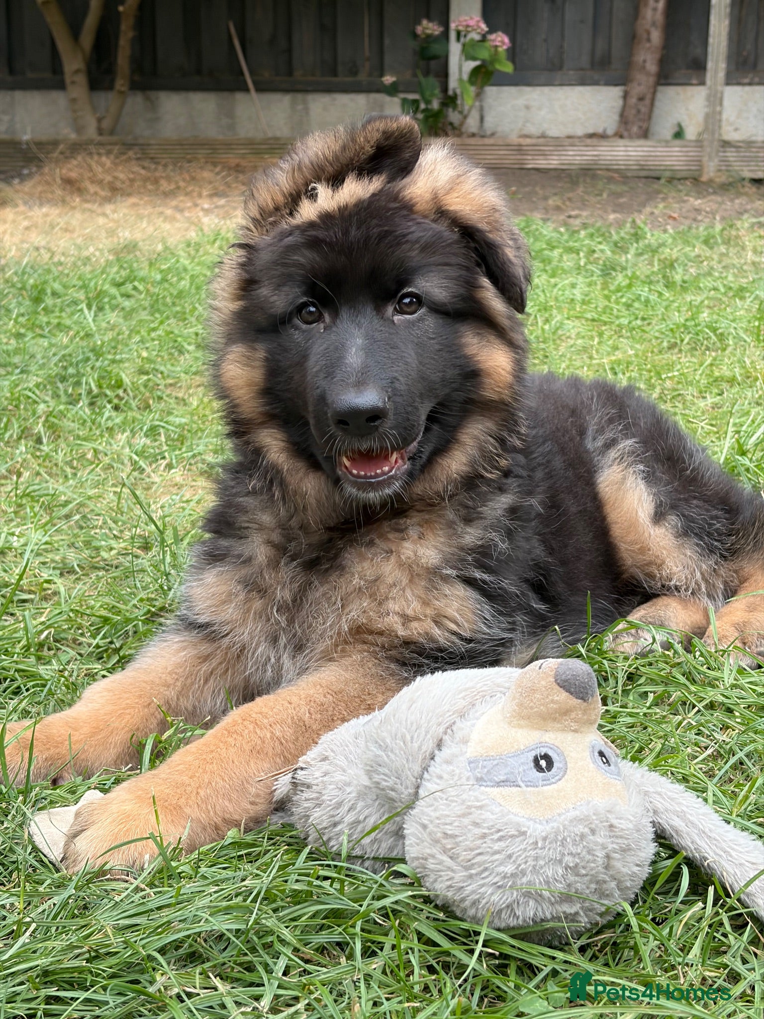German Shepherd dogs stunning GSD female,new pictures and videos  - Advert 2