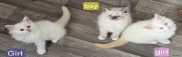 Ragdoll cats for sale: Cute Kittens ready for thier new home - Advert 2