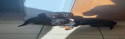 Dachshund dogs for sale: Daisy and bow  in Ipswich - Advert 11