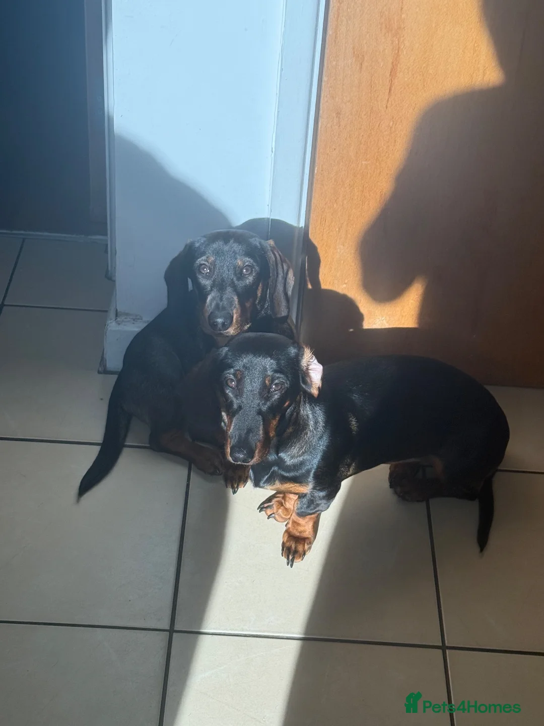 Dachshund dogs for sale: Daisy and bow  in Ipswich - Advert 11