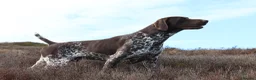 German Shorthaired Pointer dogs for stud: Stunning KC Reg imp German shorthaired pointer.  - Advert 2