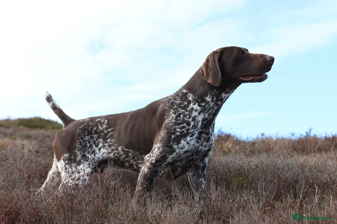 German Shorthaired Pointer dogs for stud: Stunning KC Reg imp German shorthaired pointer.  - Advert 2