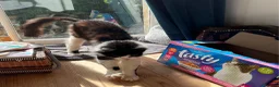 Mixed Breed cats for adoption: Gentle Floofy Boy - Advert 6