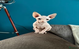 Sphynx cats for sale: Hairless kittens sphinx - Image 11