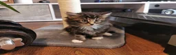 Mixed Breed cats for sale: Absolutely stunning kittens looking for a new home - Advert 3