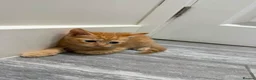 Domestic Shorthair cats for sale: Ginger Kittens - Advert 3