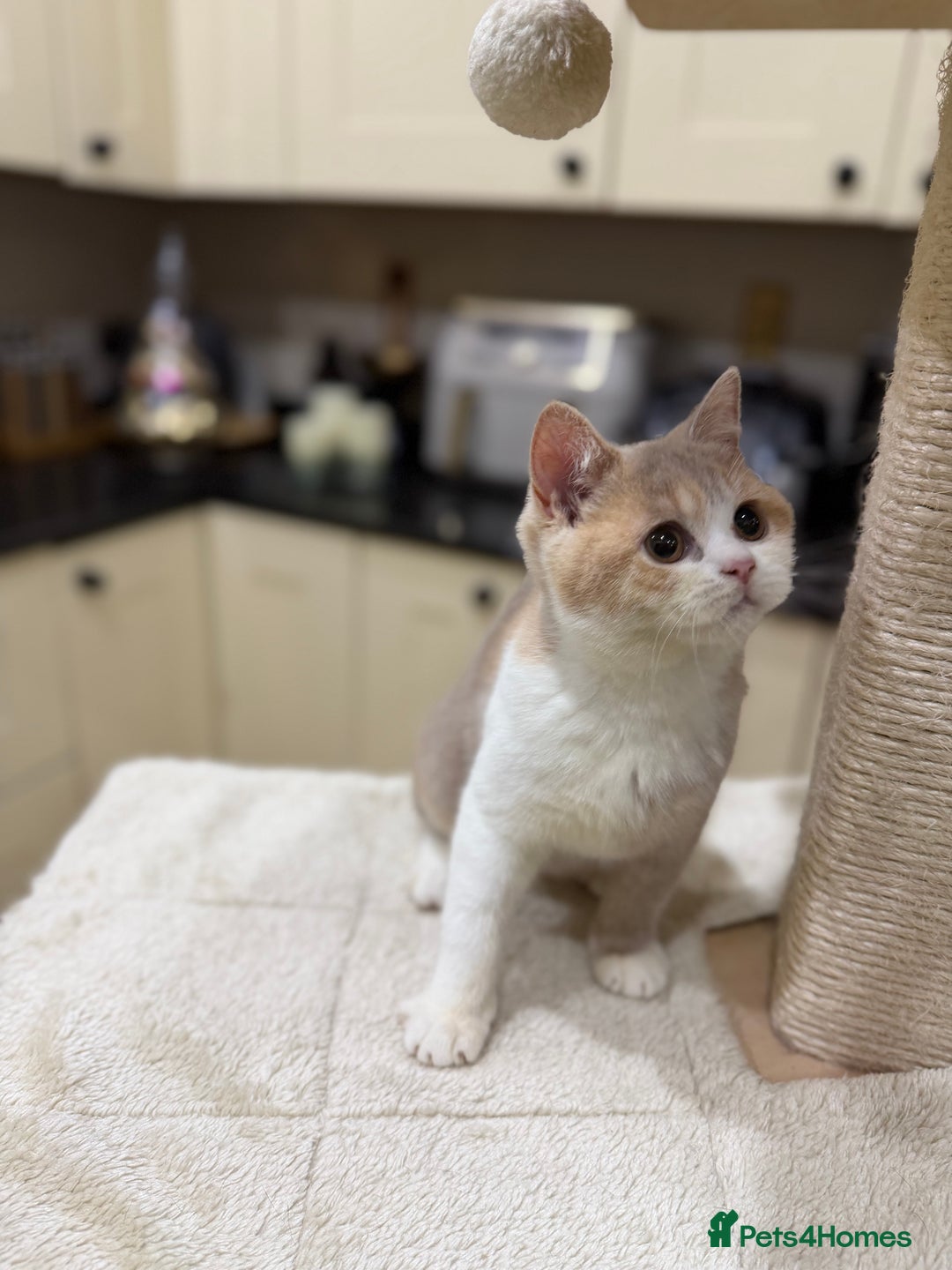 British Shorthair cats for sale: READY NOW - Full Pedigree Registered BSH kittens  - Advert 17