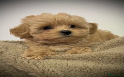 Toy Poodle dogs for sale: 🌟 Stunning Champagne Asian Toy Poodle Boy🌟 - Advert 13
