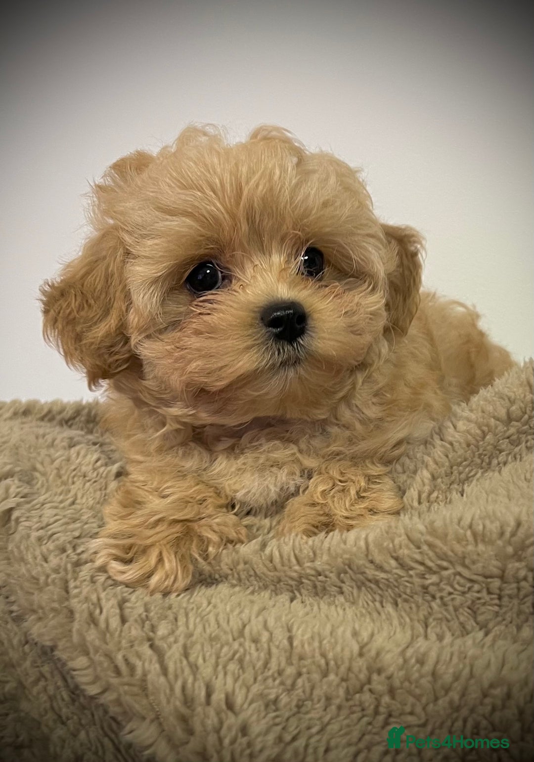 Toy Poodle dogs for sale: 🌟 Stunning Champagne Asian Toy Poodle Boy🌟 - Advert 13