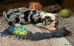 English Bulldog dogs for sale: English bulldog - Advert 12