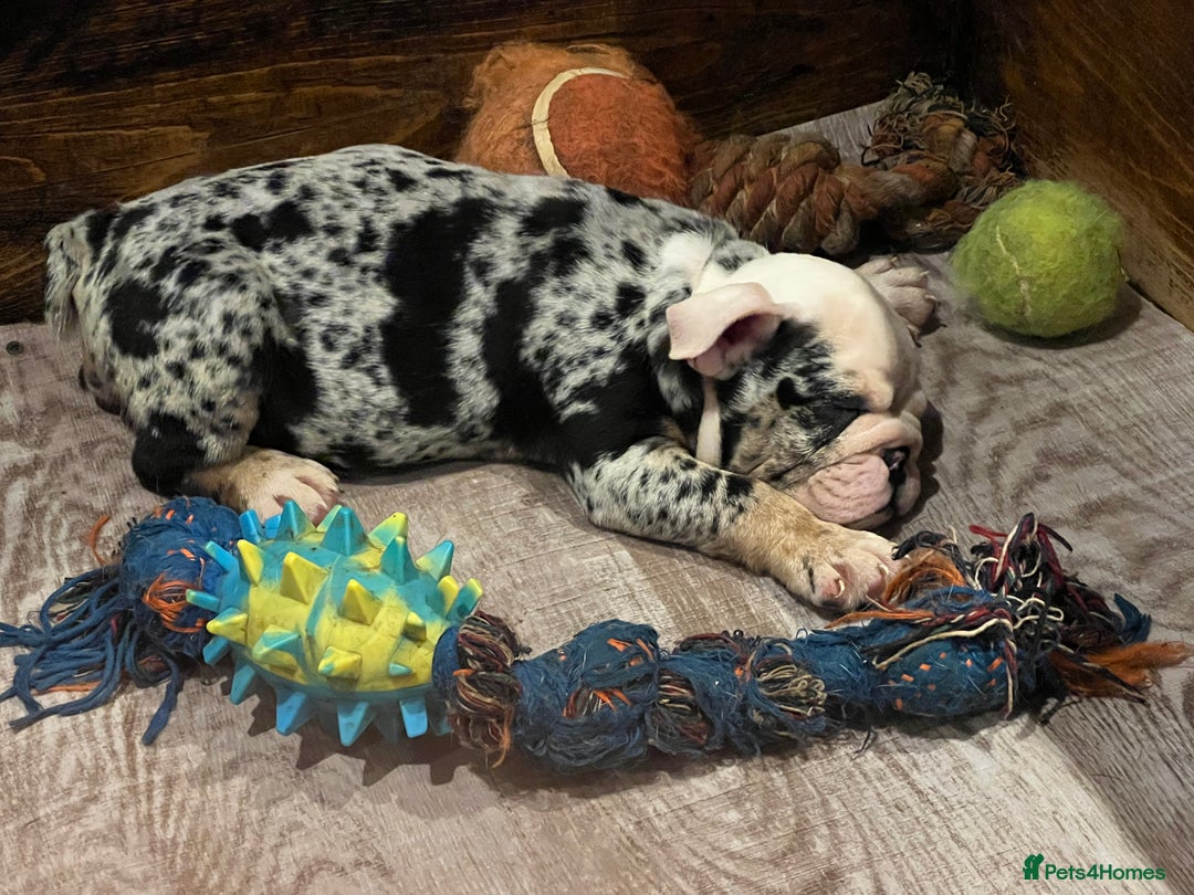 English Bulldog dogs for sale: English bulldog - Advert 12