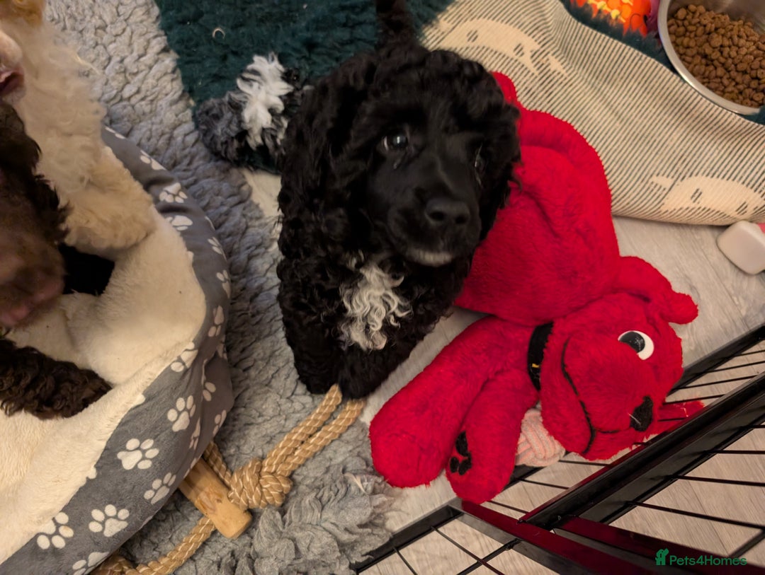 Miniature Poodle dogs for sale: Beautiful KC registered miniature poodles  - Image 18