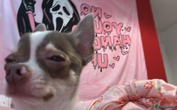 Chihuahua dogs for sale: Tiny Chihuahua Male - Image 7