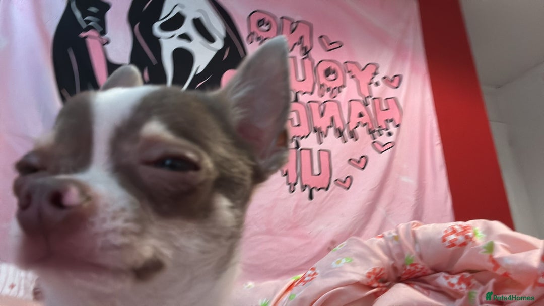 Chihuahua dogs for sale: Tiny Chihuahua Male - Image 7