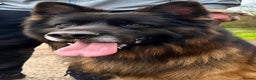 German Shepherd dogs for stud: BIG BONDED LONG HAIRED GERMAN SHEPHERD STUD - Advert 4