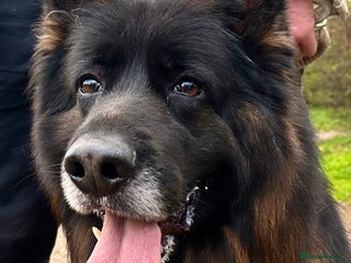 German Shepherd dogs - Advert 1