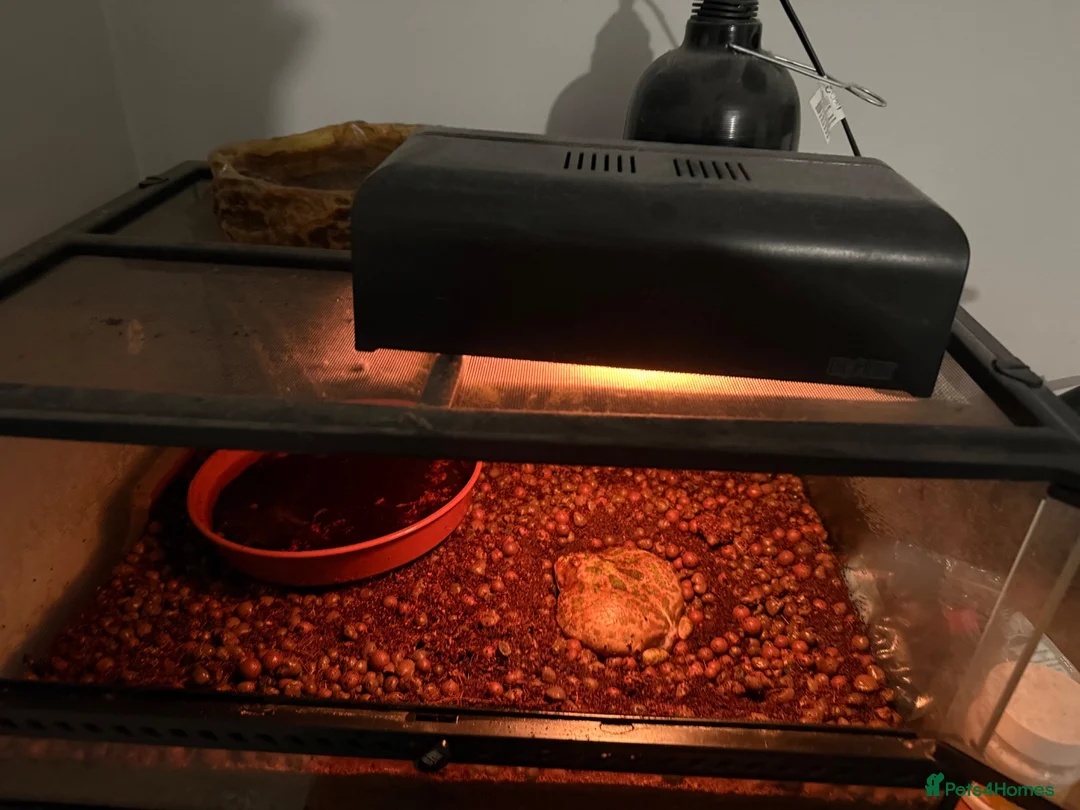 Frog reptiles for sale: adult male pac-man frog with full basic setup. in Retford - Advert 1