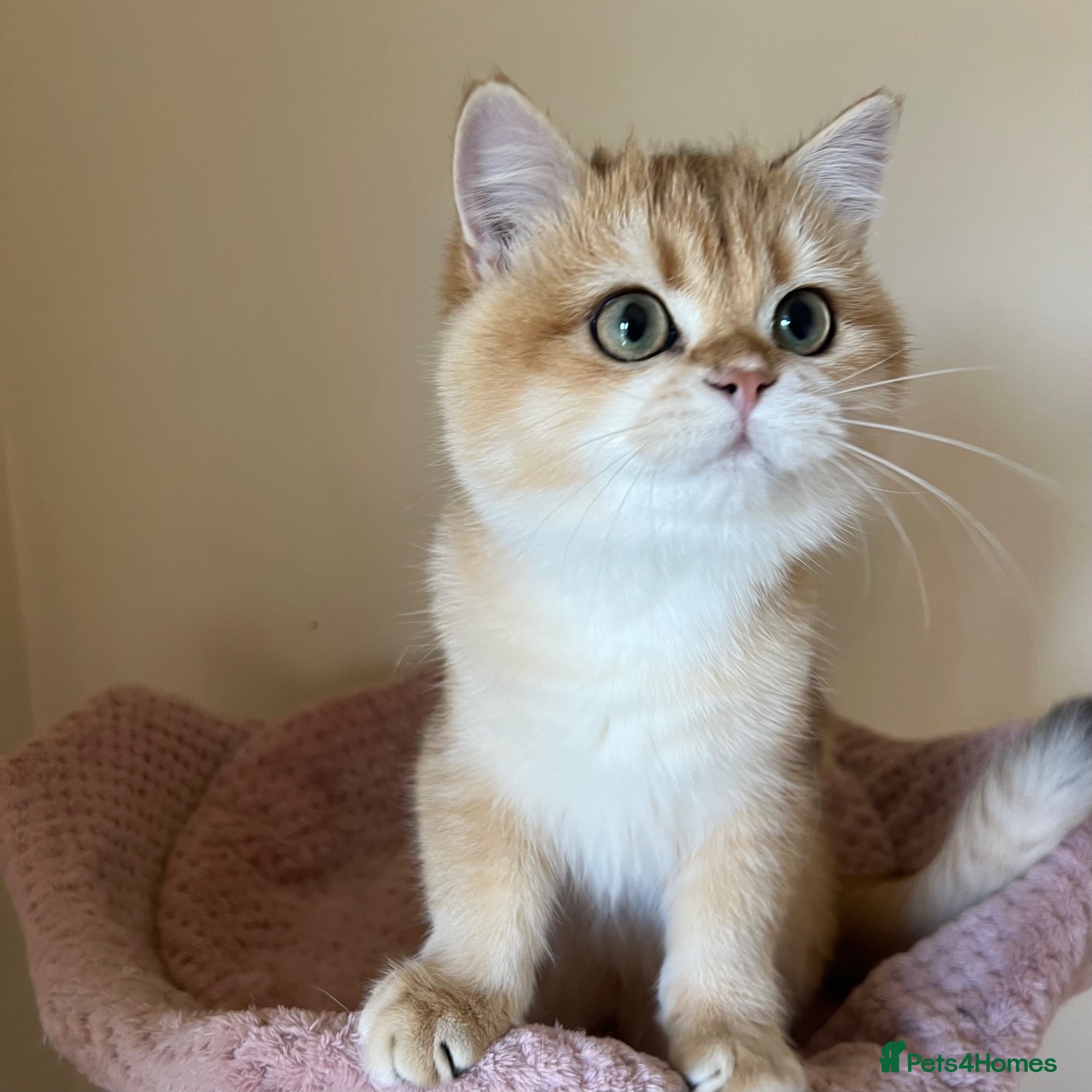 British Shorthair cats for sale: Gorgeous Blue and Black Golden British Shorthairs  - Advert 2