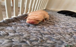 Labrador Retriever dogs for sale: Lucy's Puppies have arrived! - Image 12