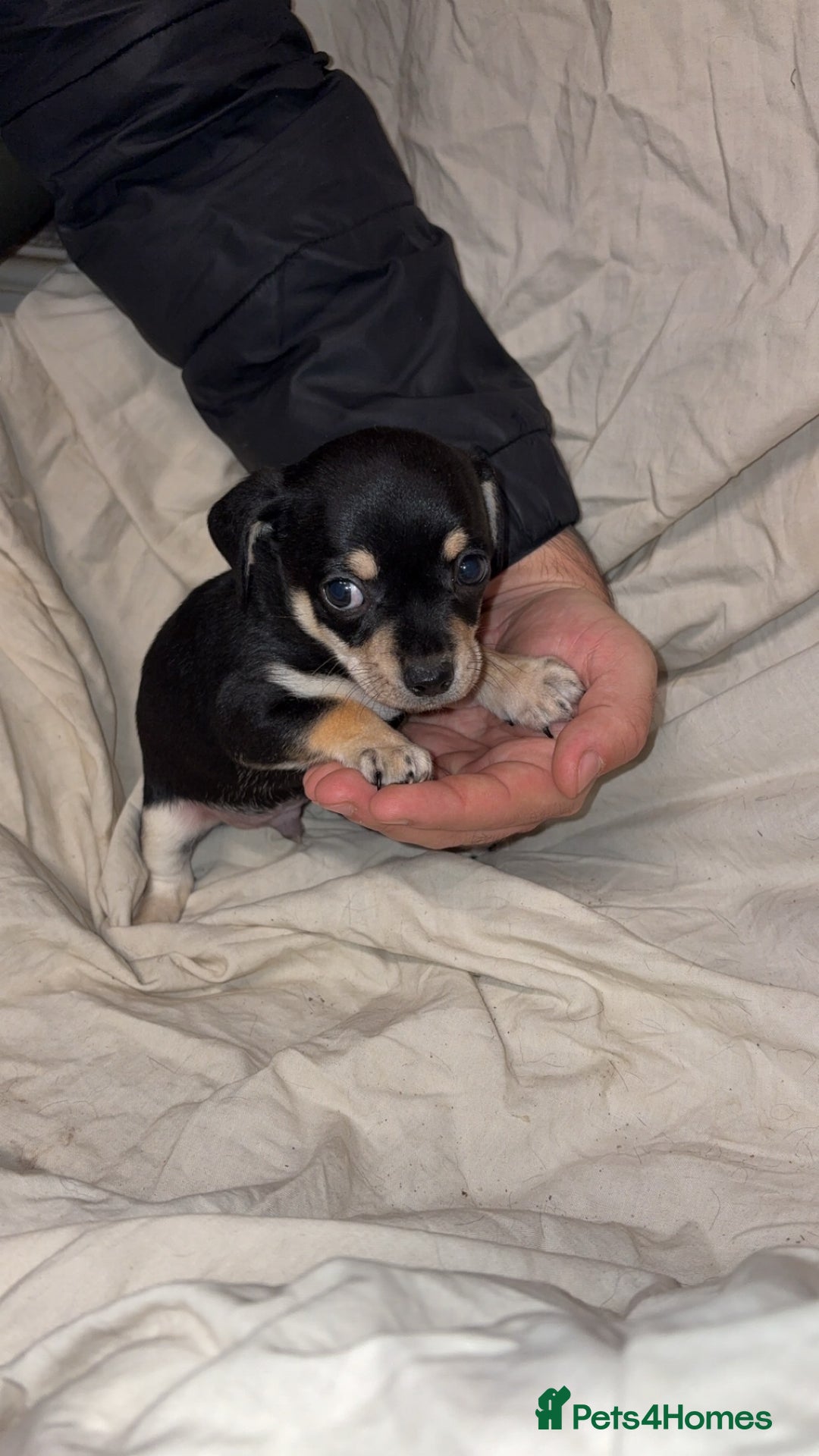 Mixed Breed dogs for sale: 🐶 Adorable Miniature Pinscher×Chihuahua Puppies - Advert 10