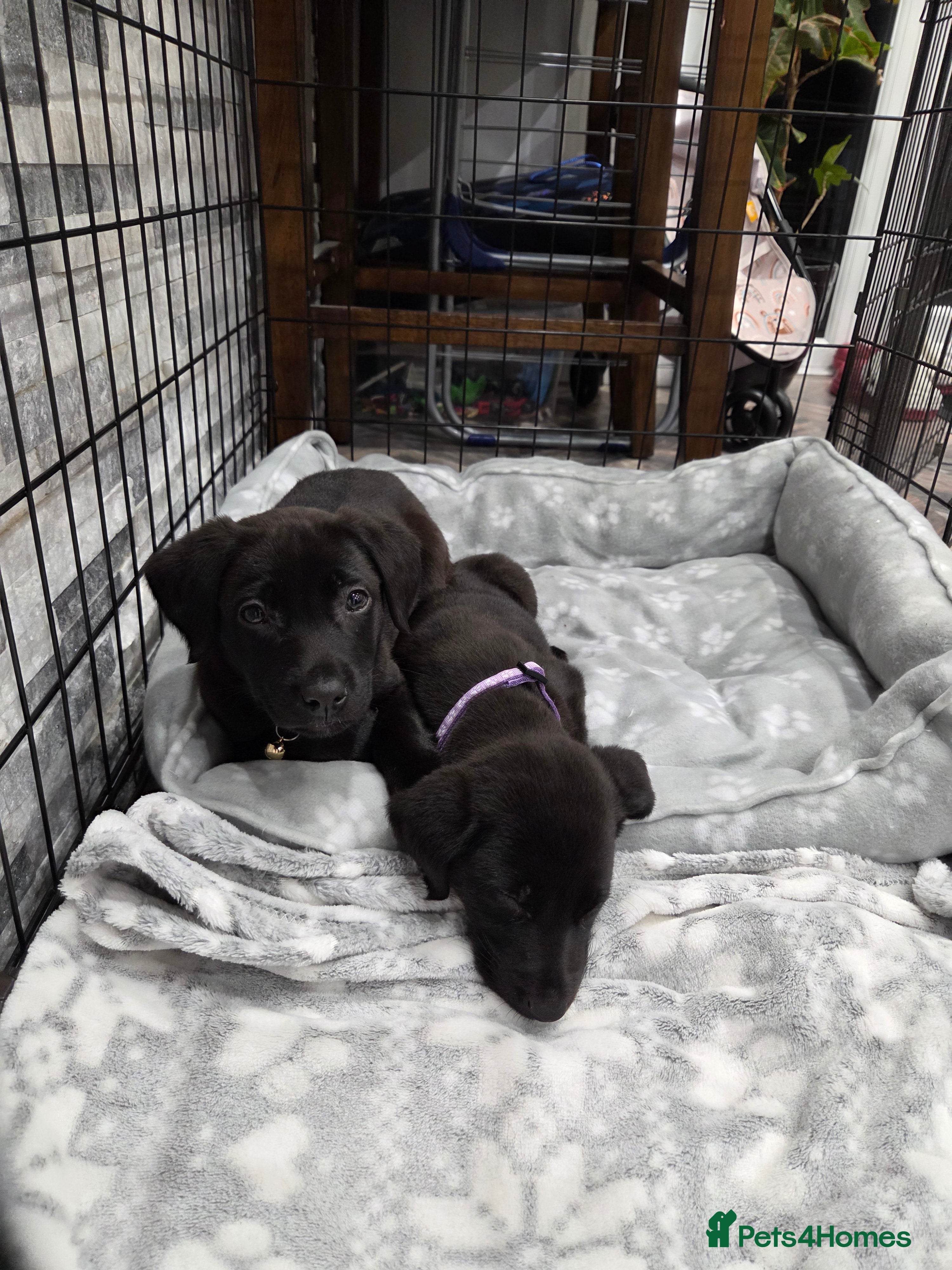 Labrador Retriever dogs GORGEOUS Dark Chocolate Labrador  - Advert 3