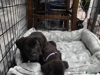 Labrador Retriever dogs GORGEOUS Dark Chocolate Labrador - Advert 3